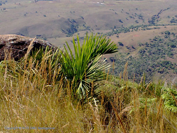Biodiversité Madagascar