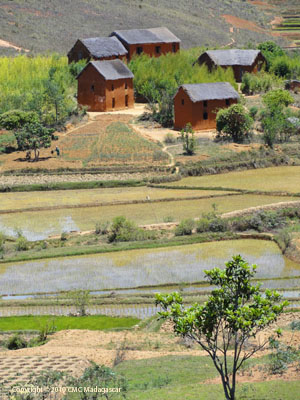 Andromba Madagascar