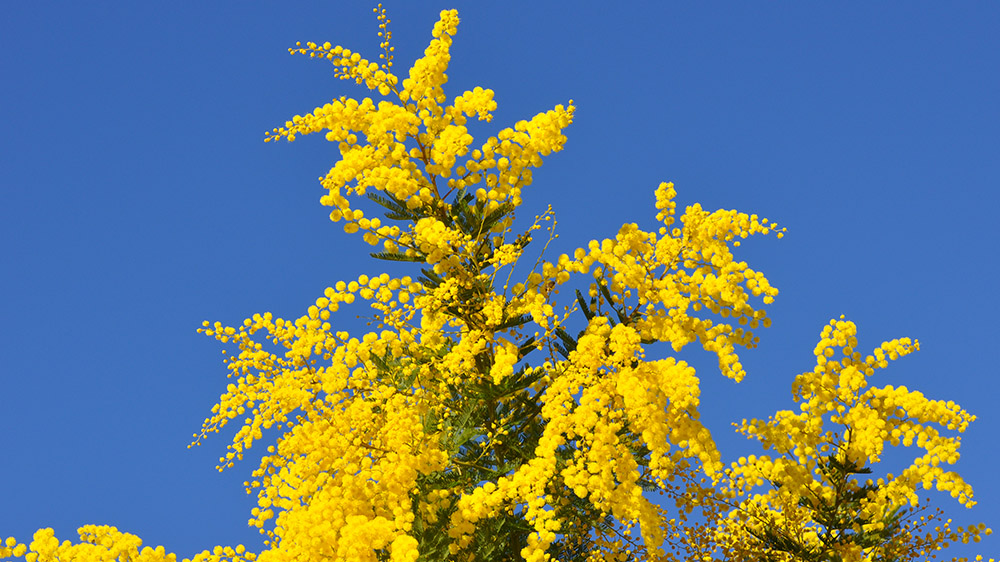 Fête du Mimosa Ambatolampy