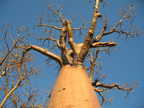 Baobab Morondava
