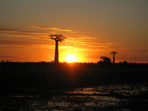 Allée baobabs soir