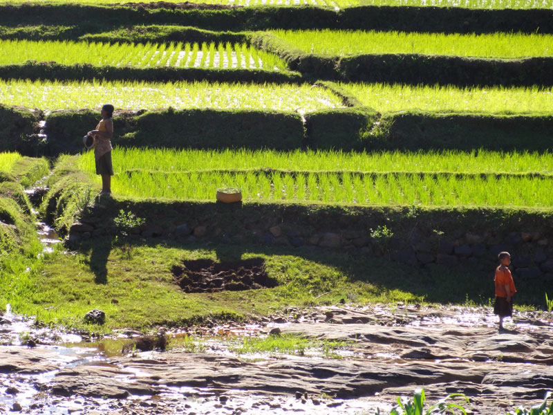 Rizière Madagascar